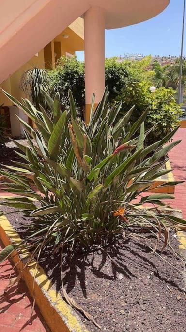 Costa Adeje, 2 Bedrooms Apartment Bagian luar foto